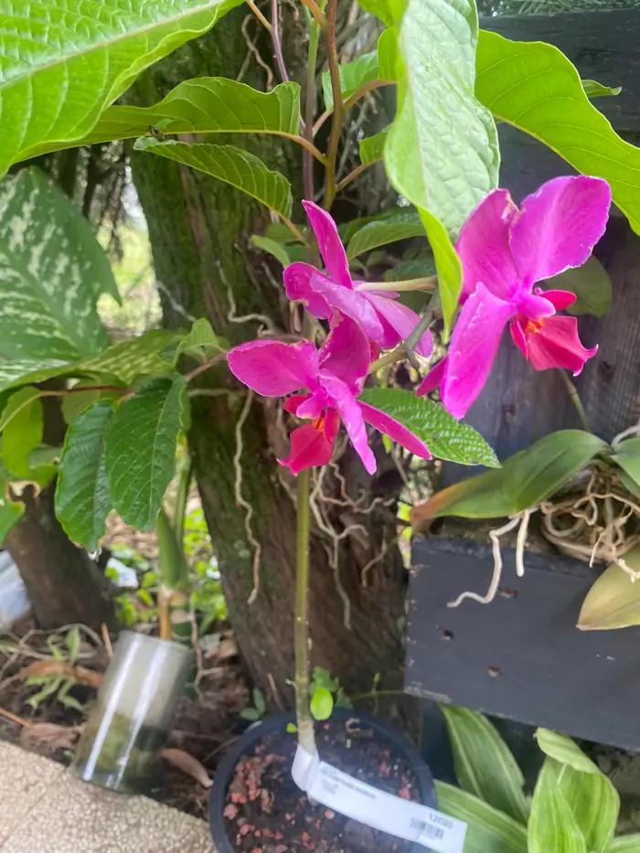 Orchidée rose épanouie dans le jardin